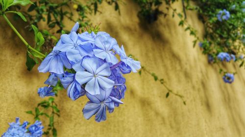 Close-up of purple flowers blooming outdoors
