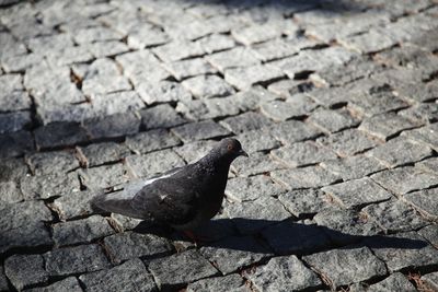 High angle view of pigeon on footpath