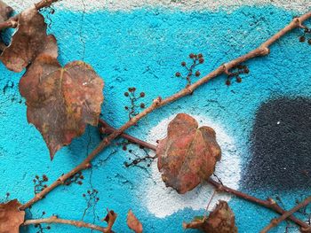 Close-up of rusty metal against blue wall