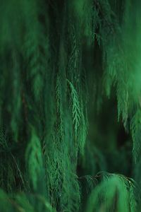 Close-up of pine tree