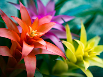 Close-up of multi colored flowering plant