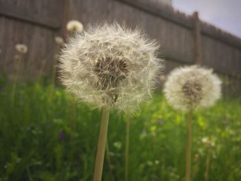 Close-up of dandelion flower