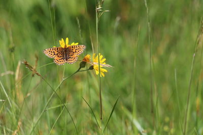 Close-up of flower growing in grass