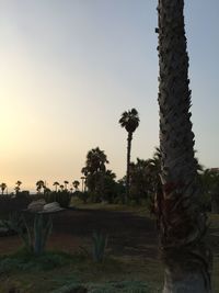 Palm trees on field against clear sky