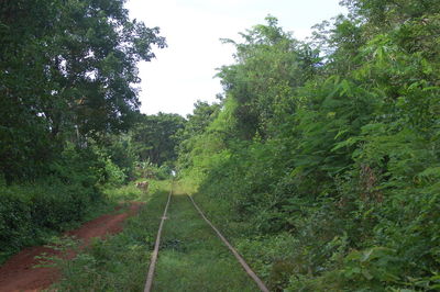 Road passing through forest