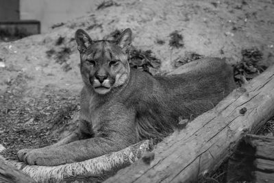 Close-up of big cat