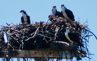 Low angle view of birds perching on nest against sky