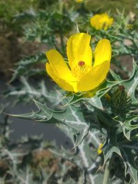 Close-up of yellow flower blooming in park