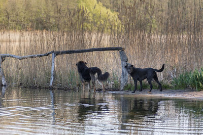 Side view of horse in lake