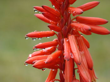 Close-up of wet red flowers during rainy season