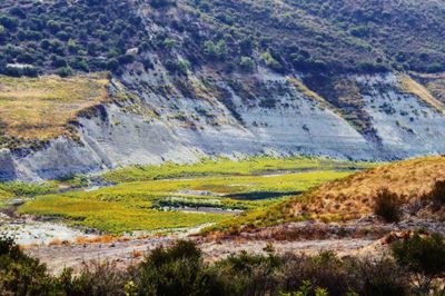 Scenic view of agricultural field