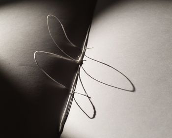 Close-up of insect on paper