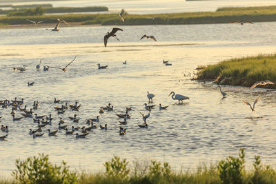 Birds flying over lake