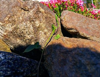 Close-up of plant on rock