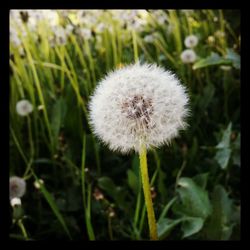 Close-up of dandelion