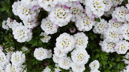 Close-up of white flowers blooming outdoors