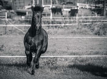 Portrait of horse running on field