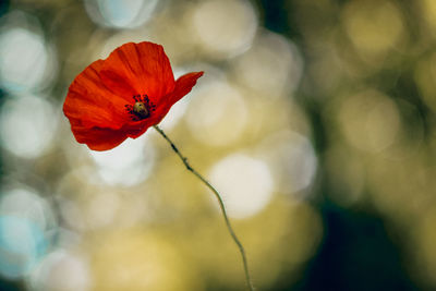 Close-up of red poppy flower