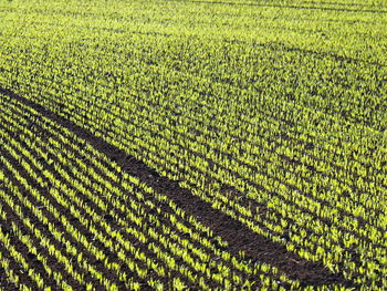 Scenic view of corn field seedlings