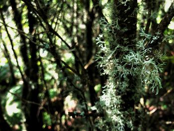 Close-up of lichen on tree in forest