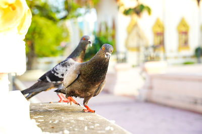 Close-up of pigeons perching on retaining wall