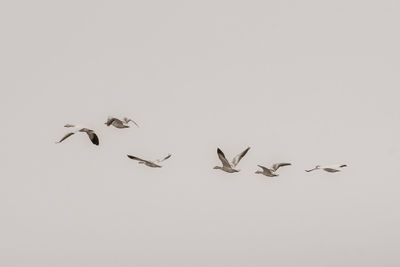 Birds flying in the sky