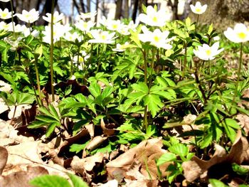 Close-up of plants