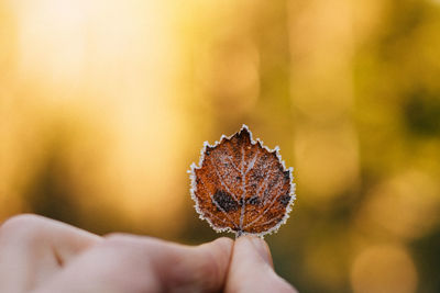 Close-up of hand holding leaf