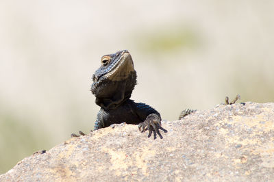 Close up of bird on rock