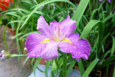 Close-up of purple flower blooming outdoors