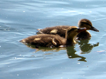 Duck swimming in lake