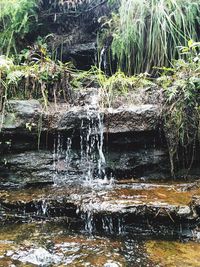 River flowing through forest