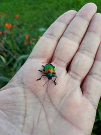 Close-up of insect on hand