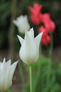 Close-up of white rose against blurred background