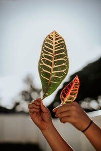 Cropped hand holding leaves outdoors