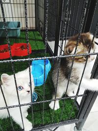 Dog sitting in cage