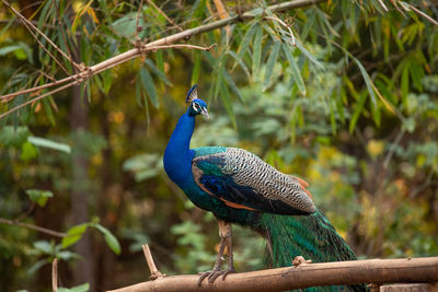 Close-up of a bird perching on branch