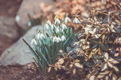 Close-up of white flowering plant