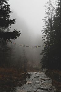 Scenic view of forest against sky during winter