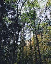 Low angle view of bamboo trees in forest