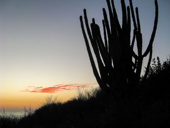 Silhouette cactus against sky during sunset