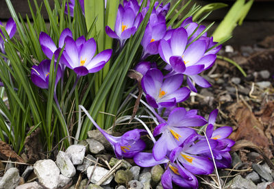 Close-up of purple flowers in field
