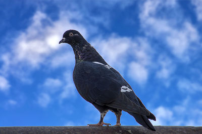 Low angle view of bird perching on a rock