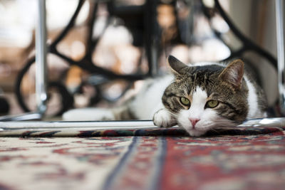 Cat relaxing on carpet
