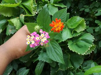 Close-up of hand holding plant