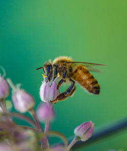 Close-up of bee on purple flower