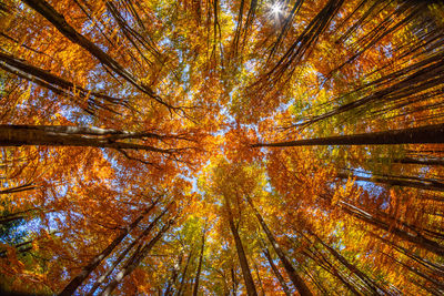 Low angle view of trees in forest during autumn