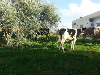 domestic animals