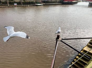 Seagull flying over lake