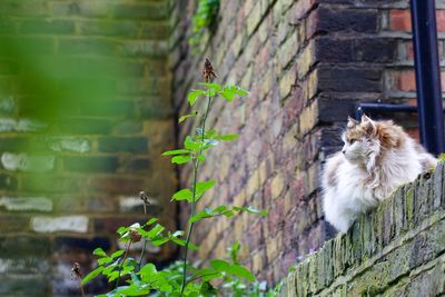 Low angle view of cat amidst plants